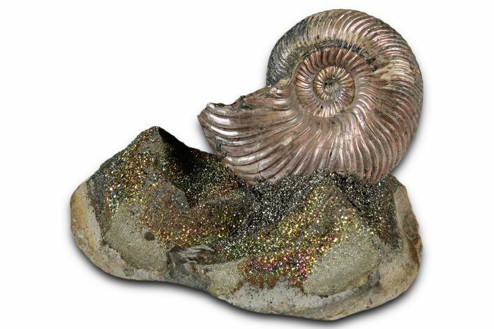 Iridescent, Pyritized Ammonite (Quenstedticeras) Fossil Display #353755
